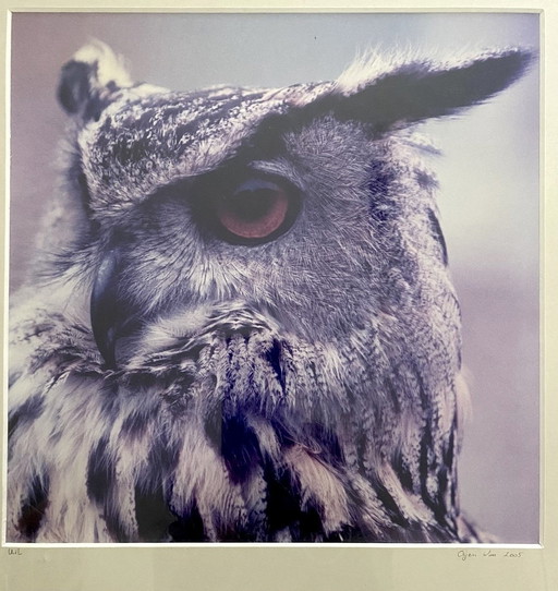 Wim Oyen - Hibou