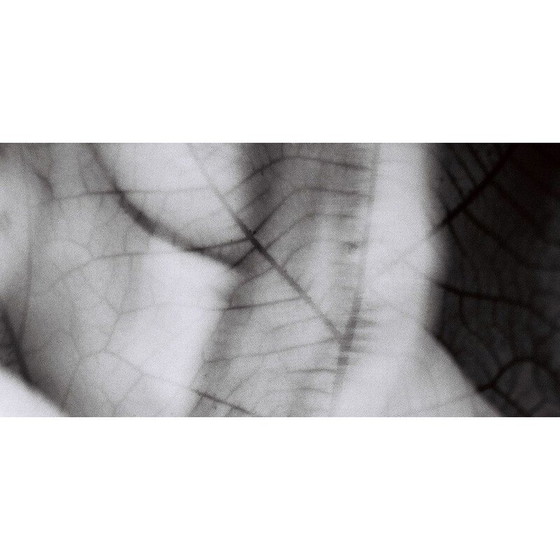 Image 1 of Tableau vintage Mouvements naturels 13 de Meïdhy Bichon, 2019