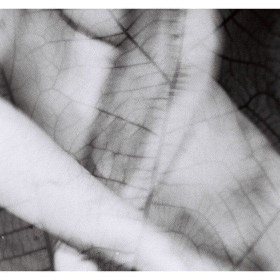 Image 1 of Tableau vintage Mouvements naturels 13 de Meïdhy Bichon, 2019