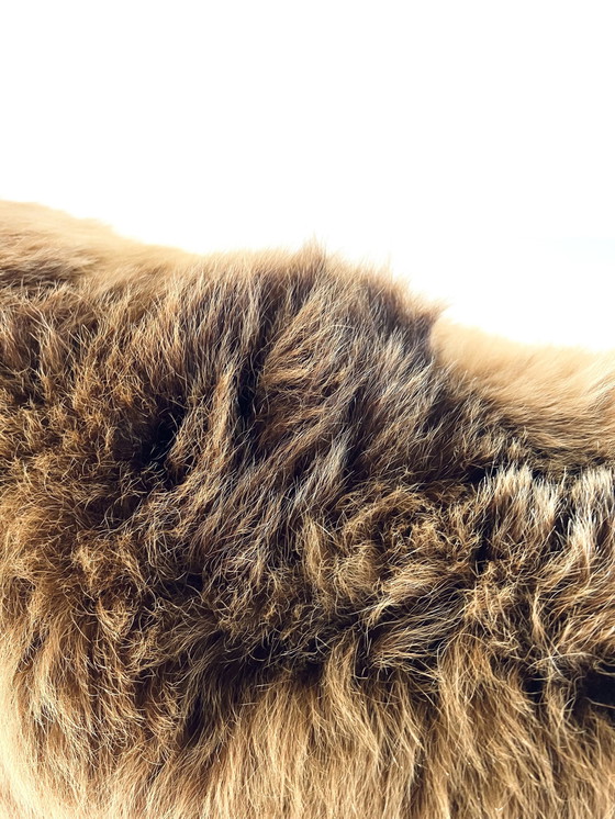 Image 1 of Ours grizzly canadien empaillé