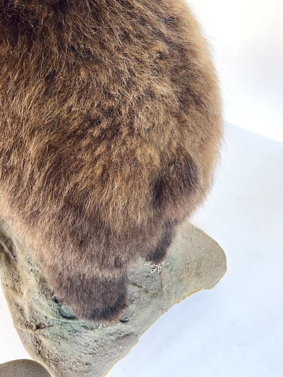 Image 1 of Ours grizzly canadien empaillé