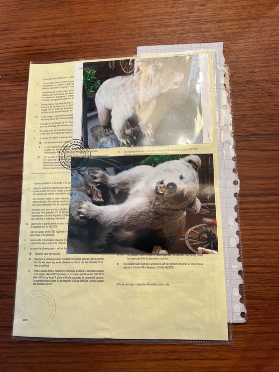 Image 1 of Ours grizzly canadien empaillé