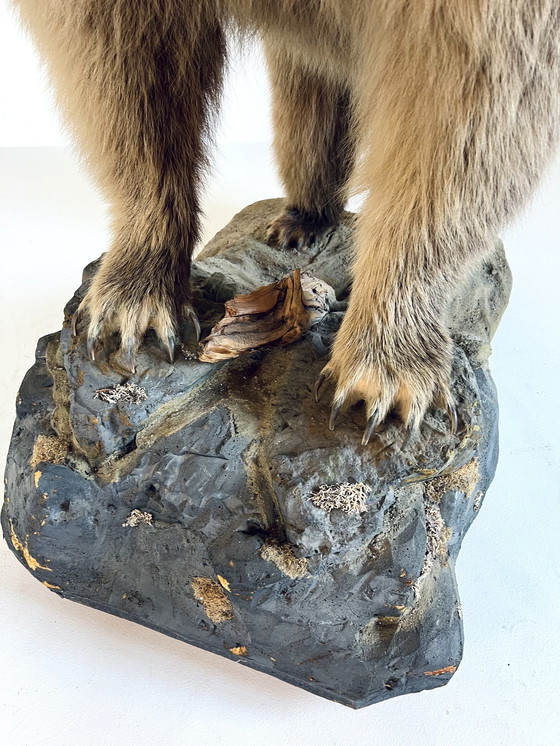 Image 1 of Ours grizzly canadien empaillé