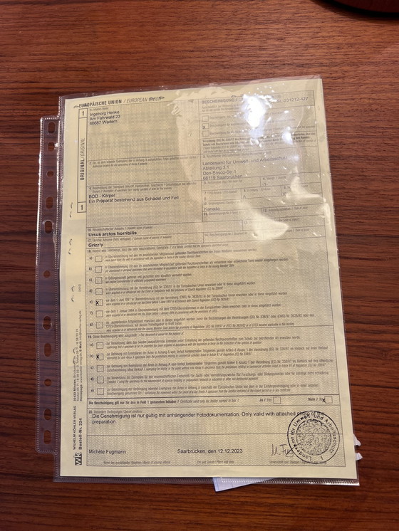 Image 1 of Ours grizzly canadien empaillé