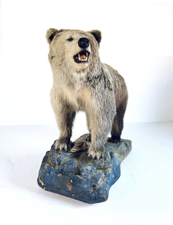Image 1 of Ours grizzly canadien empaillé