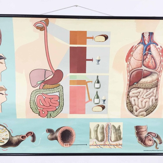 Image 1 of Affiche éducative vintage sur la digestion par Jung-Koch Quentell, 1960