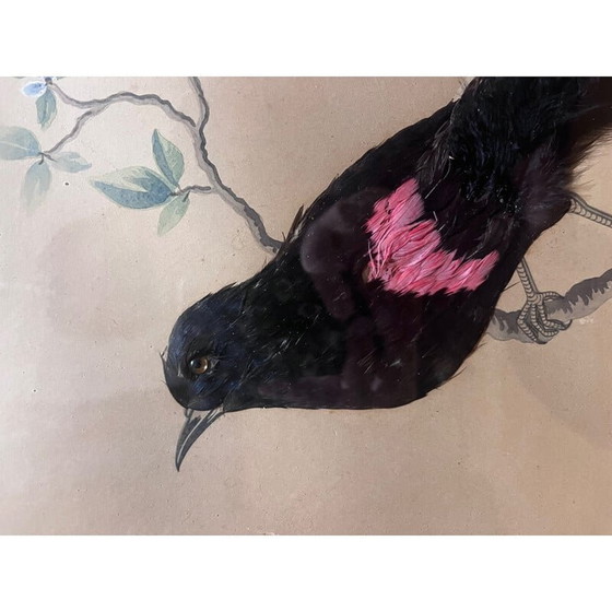 Image 1 of Illustration d'oiseau vintage avec collage de plumes, années 1930-1940