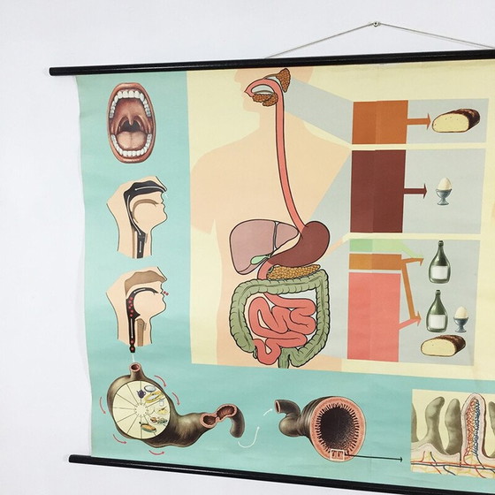 Image 1 of Affiche éducative vintage sur l'anatomie du corps humain par Jung-Koch Quentell, 1970