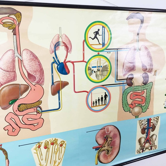 Image 1 of Affiche éducative vintage sur l'anatomie du corps humain par Jung-Koch Quentell, 1970