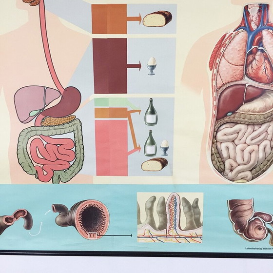 Image 1 of Affiche éducative vintage sur l'anatomie du corps humain par Jung-Koch Quentell, 1970