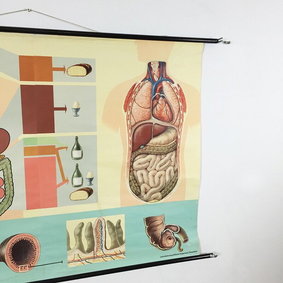 Image 1 of Affiche éducative vintage sur l'anatomie du corps humain par Jung-Koch Quentell, 1970