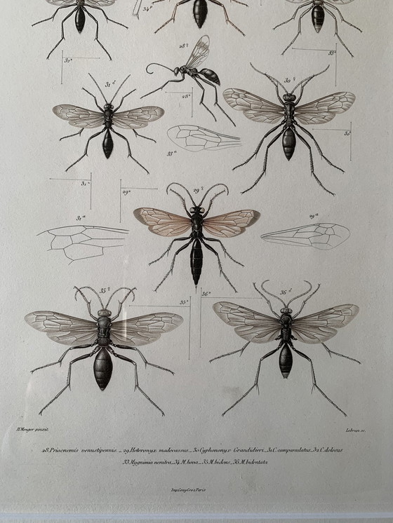 Image 1 of Lithographie : Insectes de Madagascar