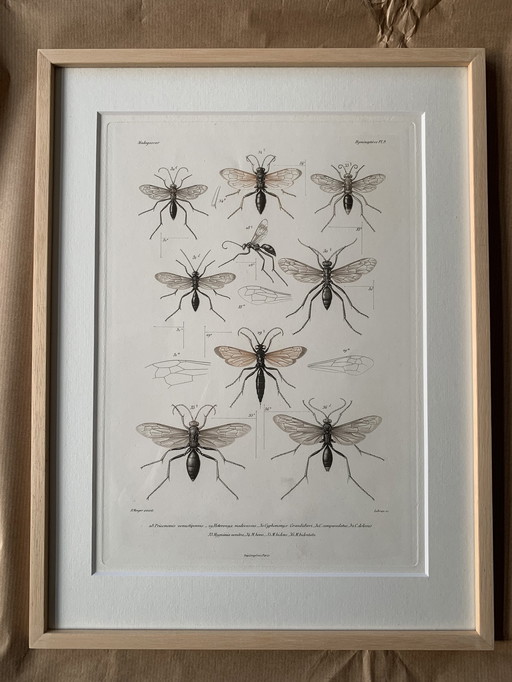 Lithographie : Insectes de Madagascar