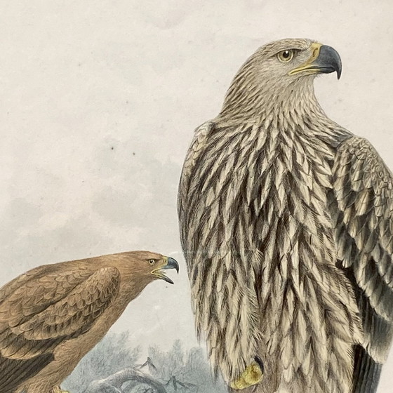 Image 1 of Tableau Cadre Lithographie Sous Verre Dessin De Henry Eeles Aquila Adalberti Et Aquila Mogilnik (Aigles) 
