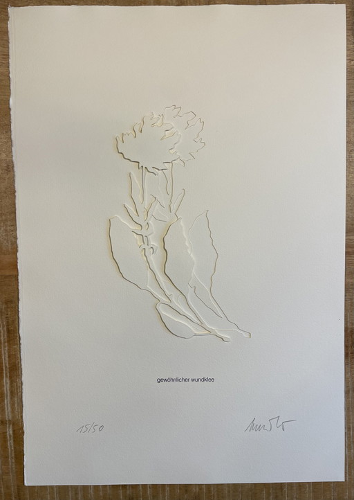 Jessica Toliver, Gewohnlicher Wundklee, gravure sur papier signée, est l'une des 50 éditions limitées.