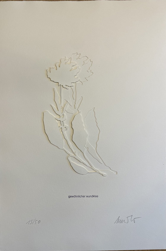 Image 1 of Jessica Toliver, Gewohnlicher Wundklee, gravure sur papier signée, est l'une des 50 éditions limitées.