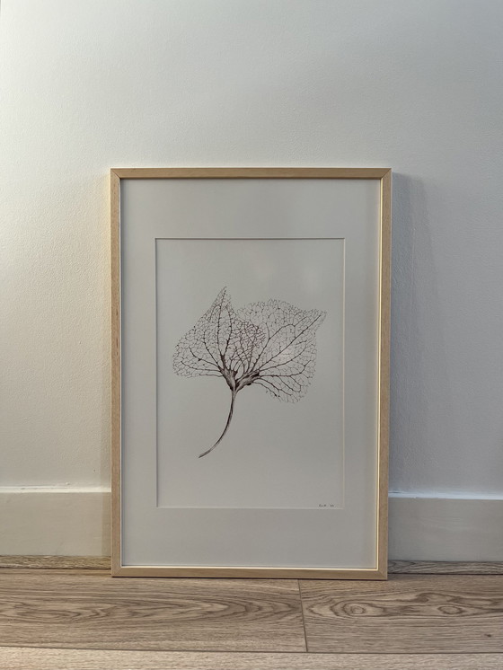 Image 1 of Affiche d'art encadrée : Feuilles d'hortensia