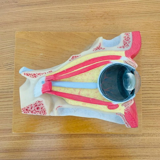 Image 1 of Vintage skinned représentant une coupure de l'œil