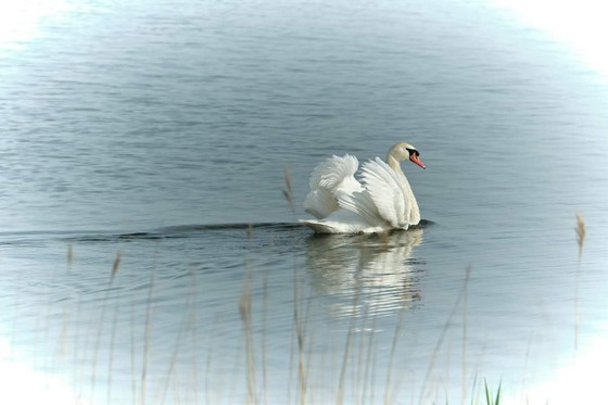 Image 1 of Jackie Riezebos - Cygne sur aluminium