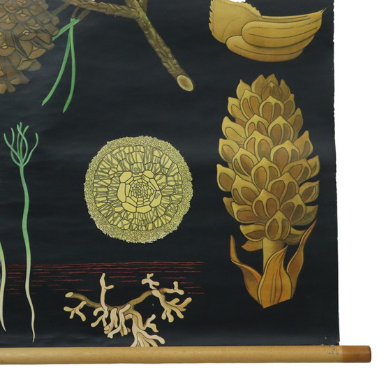 Image 1 of Carte scolaire vintage The Pine