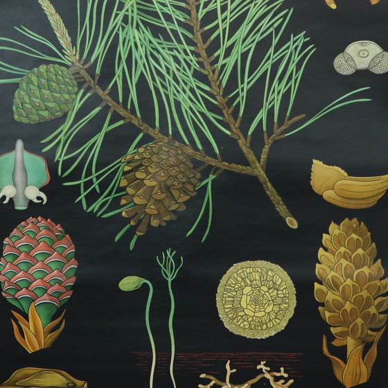 Image 1 of Carte scolaire vintage The Pine