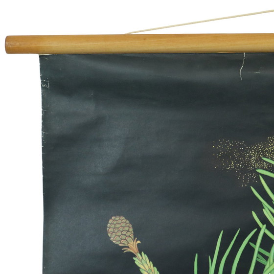 Image 1 of Carte scolaire vintage The Pine