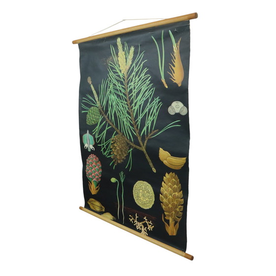 Image 1 of Carte scolaire vintage The Pine