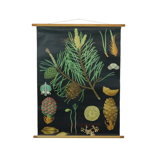 Carte scolaire vintage The Pine