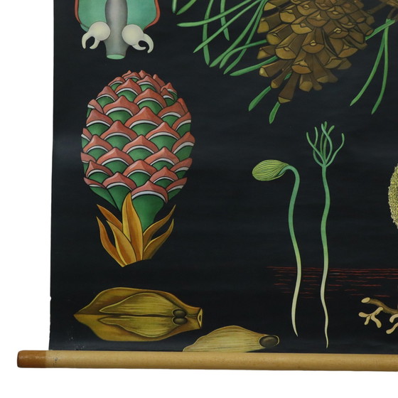 Image 1 of Carte scolaire vintage The Pine