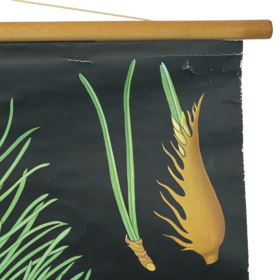 Image 1 of Carte scolaire vintage The Pine