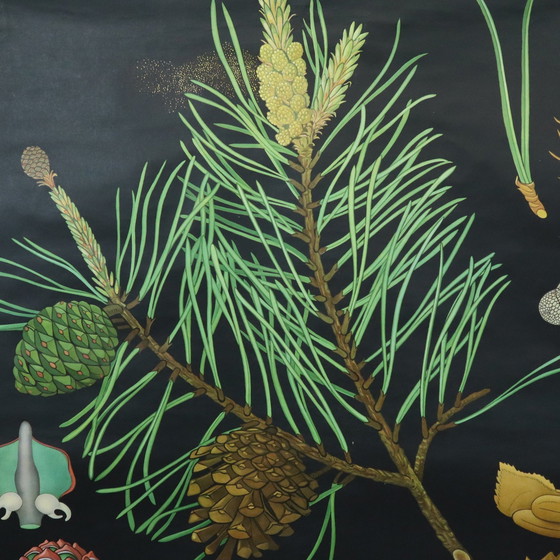 Image 1 of Carte scolaire vintage The Pine