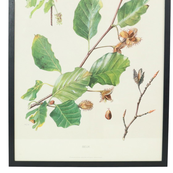 Image 1 of Carte scolaire The Beech Erich Kramer