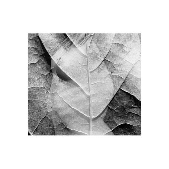 Image 1 of Peinture argentique vintage mouvements naturels 06 par Meïdhy Bichon, 2019