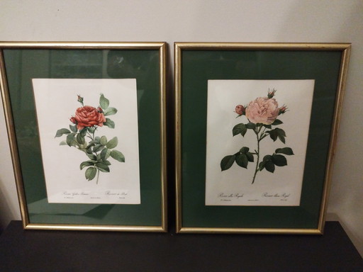 Lithographie 's Roses P.J. Redouté