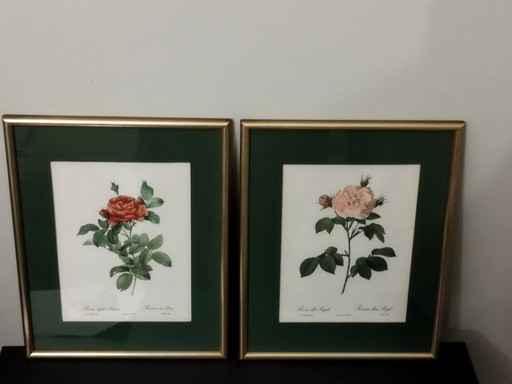 Lithographie 's Roses P.J. Redouté