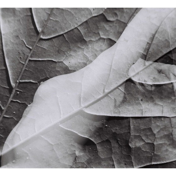 Image 1 of Tableau vintage Mouvements naturels 11 de Meïdhy Bichon, 2019