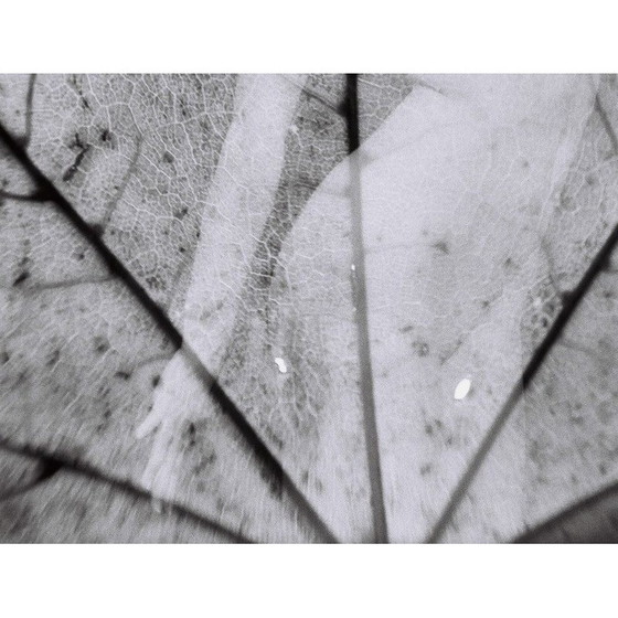 Image 1 of Tableau vintage Natural Movements 10 de Meïdhy Bichon, 2019