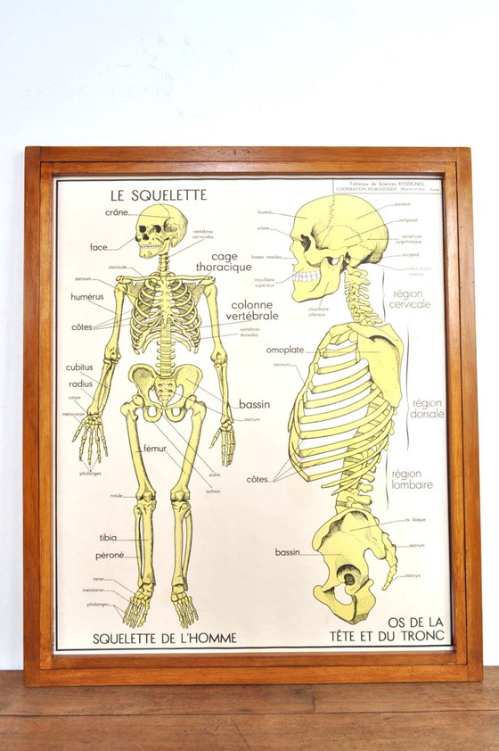 Image 1 of Cadre d'échange vintage Anatomie avec 11 plaques double face