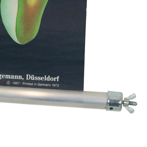 Image 1 of Carte scolaire vintage Tournesol