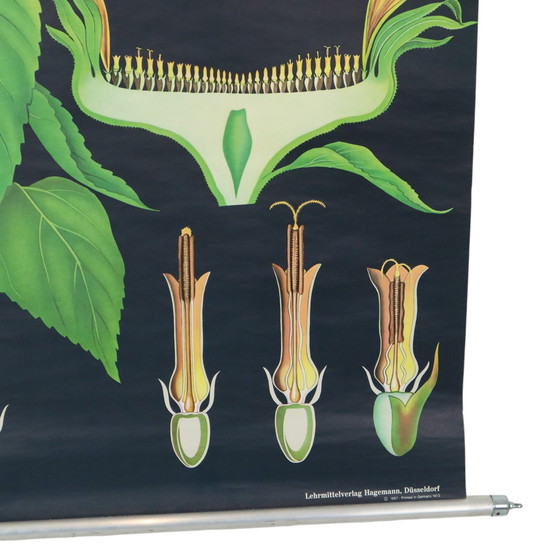 Image 1 of Carte scolaire vintage Tournesol