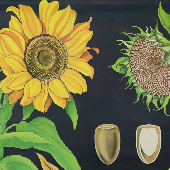 Image 1 of Carte scolaire vintage Tournesol