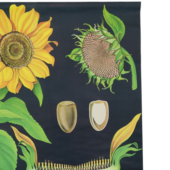 Image 1 of Carte scolaire vintage Tournesol