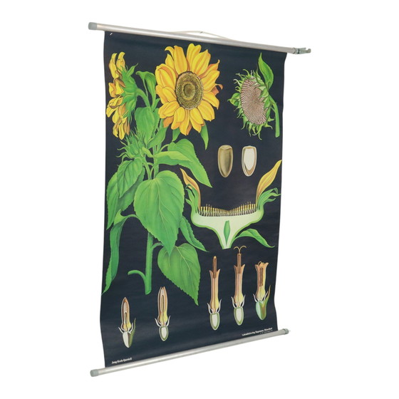 Image 1 of Carte scolaire vintage Tournesol