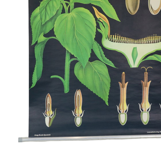 Image 1 of Carte scolaire vintage Tournesol