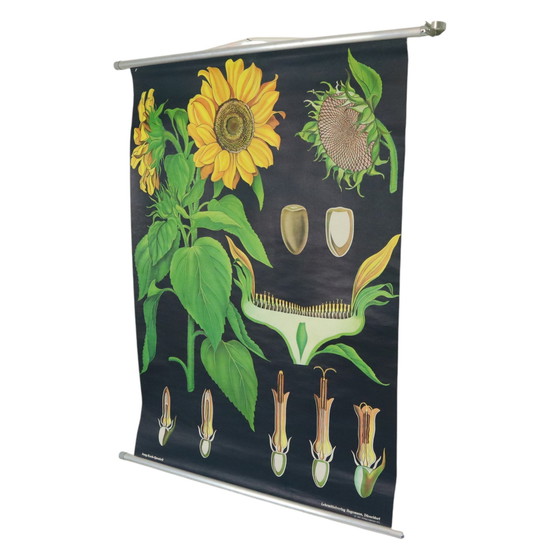Image 1 of Carte scolaire vintage Tournesol