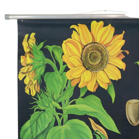 Image 1 of Carte scolaire vintage Tournesol