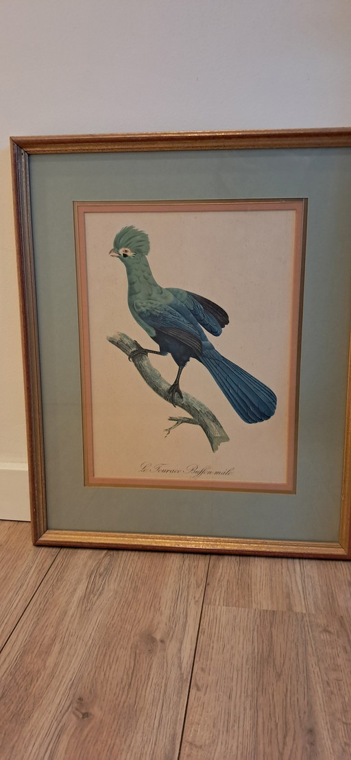 Gravure d'Auguste Pinxt, 1950S