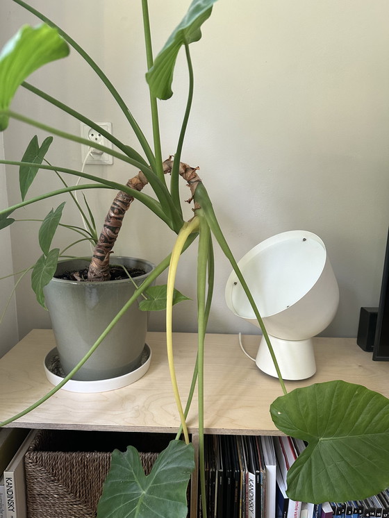 Image 1 of Ikea Ola Wihlborg Lampe