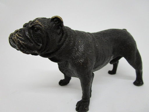 Bronze Englische Bulldogge