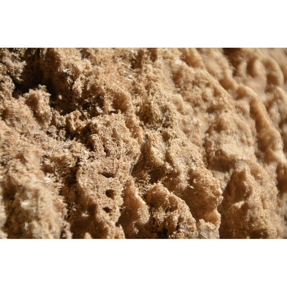 Image 1 of Vintage-Meeresschwamm auf geschwärztem Holzsockel